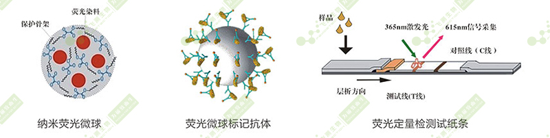 伏馬毒素熒光定量快速檢測系統 伏馬毒素熒光定量快速檢測系統